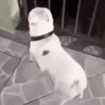 SEQUÊNCIA DE RITMADA 7