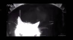 aou cat meow