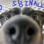 dog sniff (normal not loud) by me sbinalla