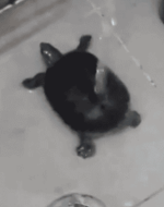 dinga dinga dinga dinga