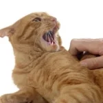 Zostaw mnie pedofilu