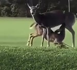 juandale dreams - Sound