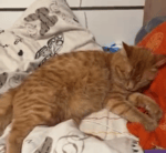 LSD & Tears of Fury & D Element HALLELUYA