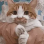 hey pookie, paw touch?