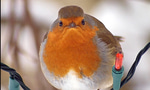 im the biggest bird