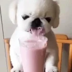 noooo-e-muito-cremoso