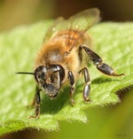 Die Biene Maja Intro Theme MP3 Klingelton