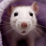 Lung Cancer (Warning LOUD)