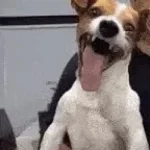 dog laugh