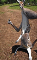 Come here pookey