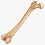 Bone Cracking
