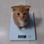 Where did bro even come from