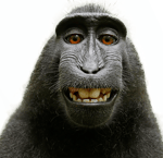 monkey sounds