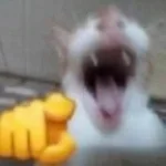 Cat Laughing