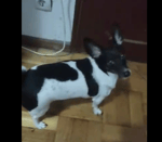 pombo