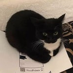 Cat Boss Fight Intro