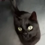 Kristian jeg er svart