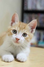 dthang talk facts sped up