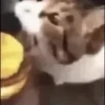 kitty you can have has cheese burger--volume warning