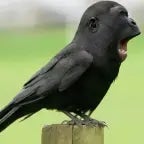 Asterion Prout (copy)