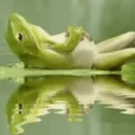 Such a good frog