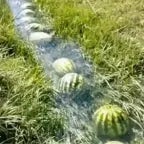 безумные арбузы - Sound