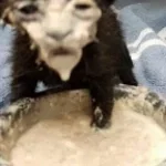 Кошак - Обрыган_speed_bass