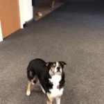 cainele-mananca-salam