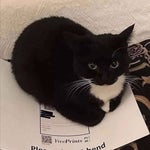 Big Bad Wolf For Gorilla Tag