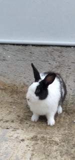 Introducing Ion Vandal Skin Reveal Trailer Valorant