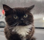 the boiled one teleport