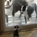 Teddy baby puppy 🐻