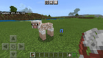 Shear - sheep