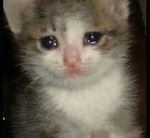 sad meow song