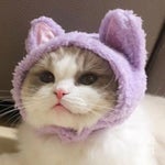 the sky is falling the wind is calling