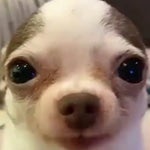 COCA COLA ESPUMA (original)