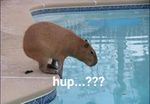 capybara