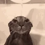 scream of pain and suffering