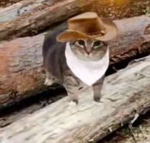 timber cat