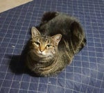 Rooster Noise Bass boosted - Sound