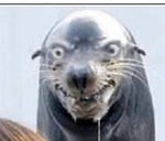 do you know the muffin MAN