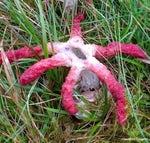 please give me huggy wuggys