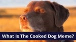 cooked dog song