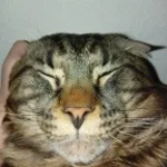 WEMMBU IM THE BIGGEST  BIRD