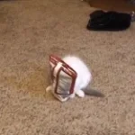 doritos? - Sound