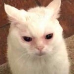 LET ME DO IT FOR YOU MEME SOUND EFFECT - Sound