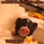 because bread taste better than key