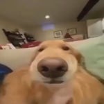 low quality spinning cheese remaster - Sound