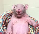 Lightning McQueen sigma da bahia