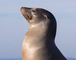Sea Lion Barking Sound Effect